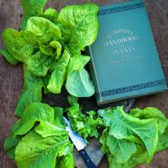 Some Henderson's Black Seeded Simpson Lettuce with a book and a knife on a wood board. 