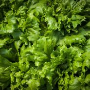Close-up Ice Queen Lettuce