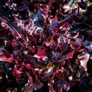 Closeup of Lunix Lettuce in the garden.