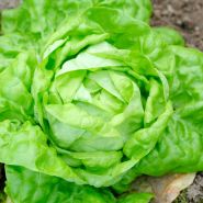 A head of May Queen Lettuce growing in the garden.