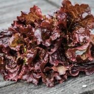 Closeup of a head of Merlot Lettuce on a wooden table.