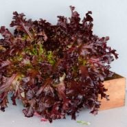Closeup of Outredgeous Lettuce head in a wooden box on a white background.