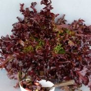 Closeup of Outredgeous Lettuce head on a white background.