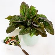 Devil's Ear Lettuce head with a salad in a bowl on light background.