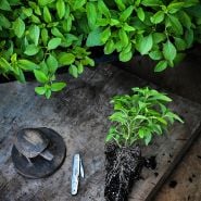 Thai Mint plant with plants in a flat and Thai decor on a wooden background.