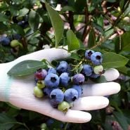 A gloved gardeners hand holding a cluster of Chandler Blueberries. Iamge from Agristarts.