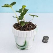 A single Old North Sea Strawberry plant in a glass pot with coins to its size.