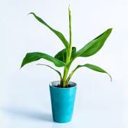 A single Dwarf Cavendish Banana plant in ablue cermic pot on a white background.