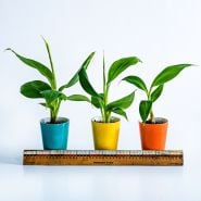 A trio of Dwarf Cavendish Banana plants in a row with an old wooden ruler on a white background.