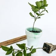 A potted and a bareroot Sweetie Pie Blackberry plants with a ruler on a white background.