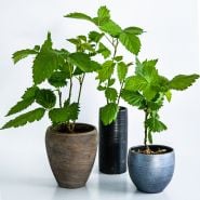 A trio of Apache Blackberry plants in pots on a white background.