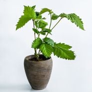 A single Apache Blackberry plant in a pot on a white background.