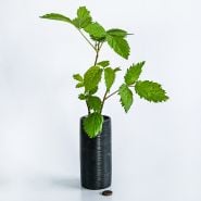 An Apache Blackberry plant in a tall hin black pot with coins on a white background.
