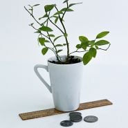 A Pink Lemonade Blueberry plant in a small cup with a ruler and coins to show size on a white background.