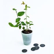 A single Chandler Blueberry Plant with pennies on a white background.