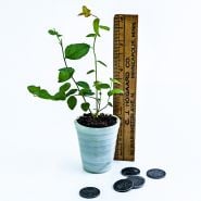 A single Chandler Blueberry Plant with a ruler and coins to show size.