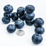 A bunch of Chandler Blueberries with a dime to show how large the berries are.