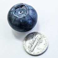 A single Chandler Blueberry with a dime to show the size.