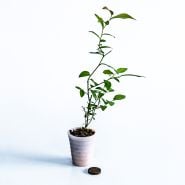 A single Pink Lemonade Blueberry plants in small pink pot with coins on a light backgrounds.