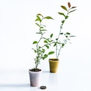 A pair of Pink Lemonade Blueberry plants in small pink and yellow pots with coins on a light background.
