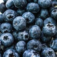 Close-up of bunch of Top Hat Blueberries.