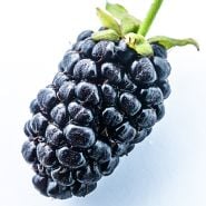 A single macro close-up of a Boysenberry fruit on a white background.