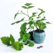 A couple of Boysenberry Plants with one instriped blue ceramic pot with a plant on it's side with coins.