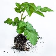 A single Boysenberry plant without a pot on light background.