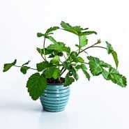 A Boysenberry plant in a ceramic blue pot on a light background.