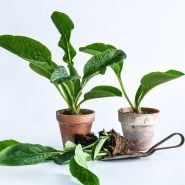 A trio of Bocking 14 Comfrey Plants with terra cotta pots and a garden trowel on white.