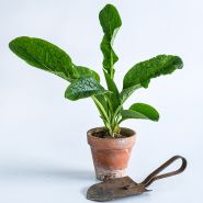 A Bocking 14 Comfrey Plant shown at the size it ships in terra cotta pot with a rusty trowel on white.