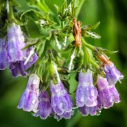 A close-up of water covered Bocking 14 Comfrey Plant flowers.