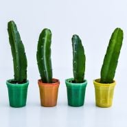 Four Edgar's Baby Dragon Fruit Plants in small glass pots on a white background.