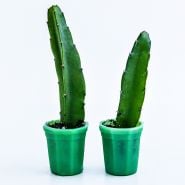 A couple of Edgar's Baby Dragon Fruit Plants in green glass pots on a white background.