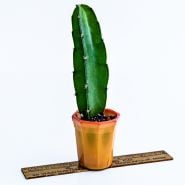 A single Edgar's Baby Dragon Fruit Plant in glass pot with a ruler to show size.
