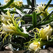 Mature Edgar's Baby Dragon Fruit Plants blooming a greenhouse at Baker Creek.