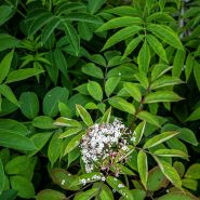 A mature Ranch Elderberry Plant growing in the greenhouse at Baker Creek in Seymour, MO.
