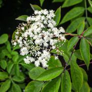 A close-up of Ranch Elderberry Plant blooms taken in the Baker Creek greenhouse in Seymour, MO.