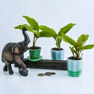 A trio of Black Ginger Plants in little glass pots with a wooden elephant.