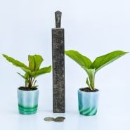 A couple of Black Ginger Plants with props from Thailand.