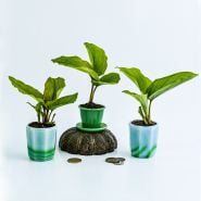A trio of Black Ginger Plants in little pots on white background.