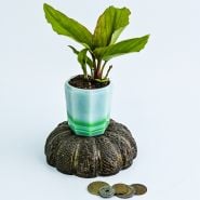 A single Black Ginger Plant on a white background.