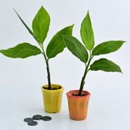 A pair of Red Pinecone Ginger Plants in glass pots with coins to show size.
