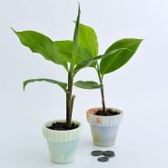 A pair of Red Pinecone Ginger Plants in little glass pots with coins on a white background.