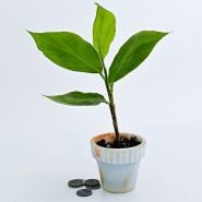 A single Red Pinecone Ginger Plant in glass pot with coins to show size on a white background.