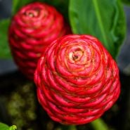 A close-up overhead view of a Red Pinecone Ginger Plant.