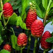 A hald dozen Red Pinecone blooms on a Red Pinecone Ginger Plant growing at Baker Crek in a greenhouse.