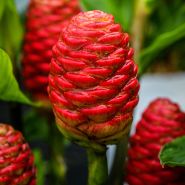 A mature Red Pinecone Ginger Plant growing a greenhouse at Baker Creek.