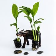 A couple of Thai Galangal (Alpinia galanga) plants with a carved water buffalo and Thai coins on white background.