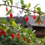Scarlet Goji Berry growing and Baker Creek Heirloom Seed Co. farm in Mansfield, Missouri. 